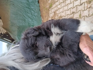 Altdeutsche Hütehunde Welpen