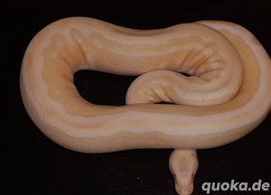 AlbinoTri-Stripe Projekte  Bild 2