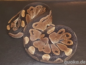 AlbinoTri-Stripe Projekte  Bild 3