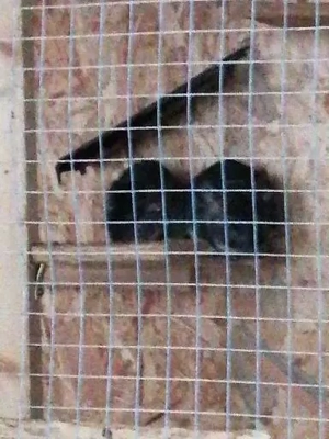 Verkaufe 4 Chinchillas mit Käfig und was da zugehört 