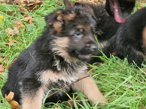 Schäderhundwelpe Hündin