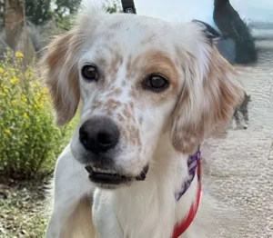 Kiro,English-Setter - ein freundlicher, sozialer Hund, überaus menschenliebend und sportlich.