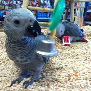 Afrikanische Graupapageien zu verkaufen