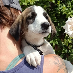 Welpe Lily sucht ein Zuhause