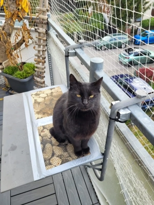 Lackfellchen Nia sucht ihre Menschen