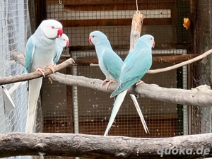 Halsbandsittiche WKWS