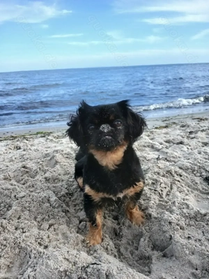 Kleine Mix Hündin sucht Zuhause 