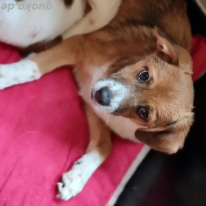 Unser kleiner Racker sucht ein Zuhause