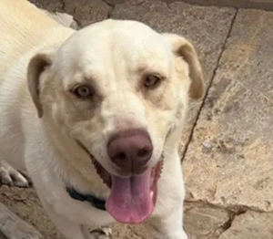 Simba V75,Labrador - obwohl etwas mollig,ist er sehr lebhaft und wartet auf Erziehung und Struktur.