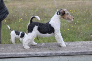  Foxterrier Welpen.