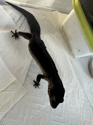 Leopardgecko Black Nights