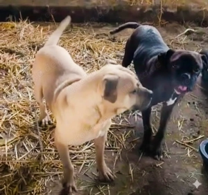 Stella braucht ein richtiges Zuhause