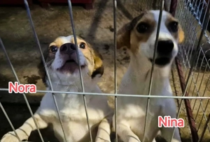 Nina sucht ein Zuhause für immer Bild 6