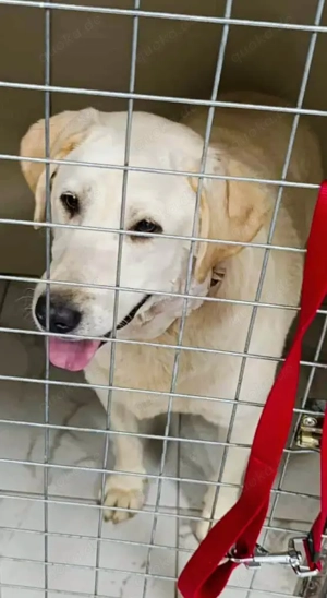 Malka sucht ein liebevolles Zuhause für immer