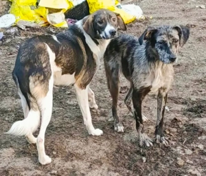 Cecile sucht ein liebevolles Zuhause für immer Bild 5