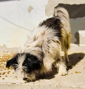 Gismo braucht ein richtiges Zuhause für immer Bild 8