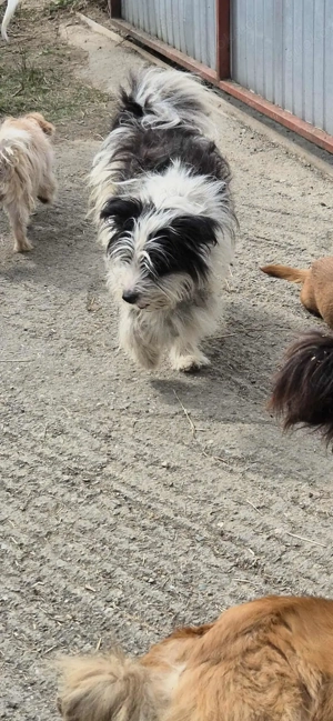 Gismo braucht ein richtiges Zuhause für immer Bild 9