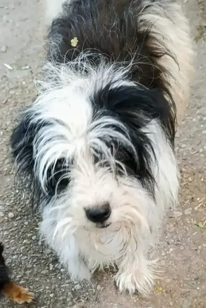 Gismo braucht ein richtiges Zuhause für immer