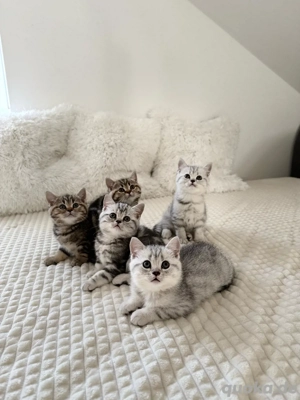 BKH Britisch Kurzhaar Kätzchen tabby