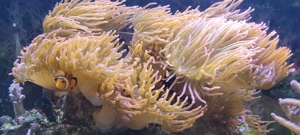 Sehr schöne Blasen-Anemonen