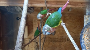 Rotschwanzsittiche, Gelbseitensittiche Bild 2