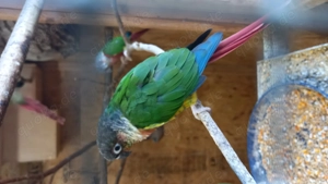 Rotschwanzsittiche, Gelbseitensittiche Bild 4