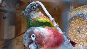 Rotschwanzsittiche, Gelbseitensittiche Bild 3