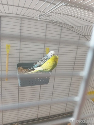 Papagei zu verkaufen ( mit einem Käfig ) 