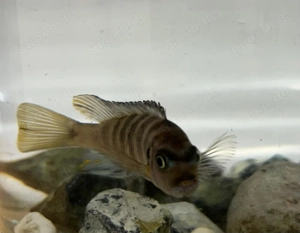 Pseudotropheus elongantus chailosi Buntbarsche 5Stck