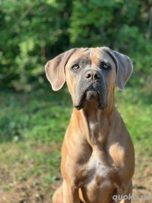 Cane Corso Formentino Rüde kastriert