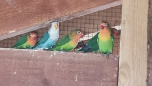 Unzertrennliche Agaporniden