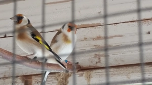 Stieglitz Major verschiedene Farben 