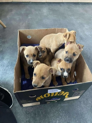 Steve, z. Zt. in Ungarn, ist ein typischer Welpe. Bild 10