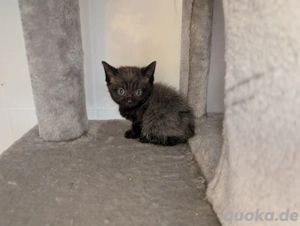 Maine Coon Perser Kitten Katze Katzen 