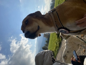 Zuhause gesucht für Junior 