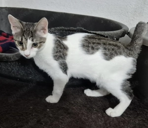 Junge Kätzin 222842 sucht ihr eigenes Zuhause