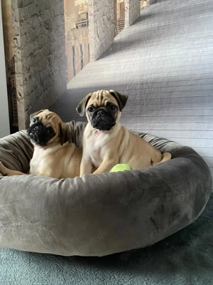 Mops Welpen (Reinrassig) 