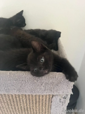 Kitten schwarz graue BKH mix