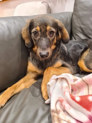 Zuhause gesucht für Fee