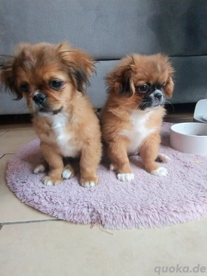 pekinese zu vergeben 