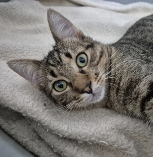 Kater 222841 sucht sein eigenes Zuhause Bild 5