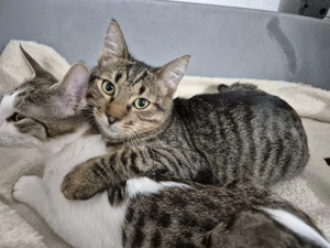 Kater 222841 sucht sein eigenes Zuhause Bild 2