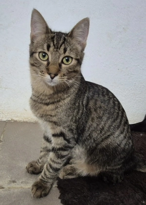 Kater 222841 sucht sein eigenes Zuhause Bild 3
