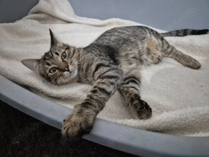 Kater 222841 sucht sein eigenes Zuhause Bild 4