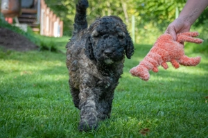  Großpudel Welpen , 2 traumhafte Mädels 