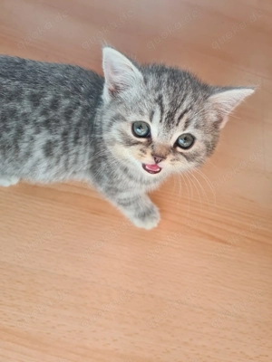  Süße Katzenbabys suchen ab dem 09.11.2025 ein liebevolles Zuhause 