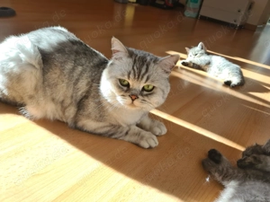  Süße Katzenbabys suchen ab dem 01.11.2025 ein liebevolles Zuhause 