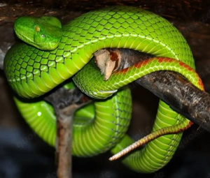 Viridovipera gumprechti Breeding Pair 2021