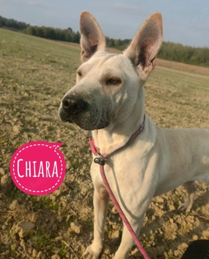 Chiara, wunderhübsche Shar Pei - Thai Ridgeback Mischlingshündin
