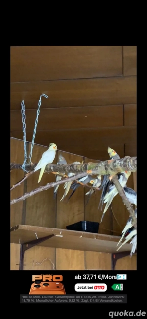 zuchtaufgabe wellis nypensittich  Bild 2